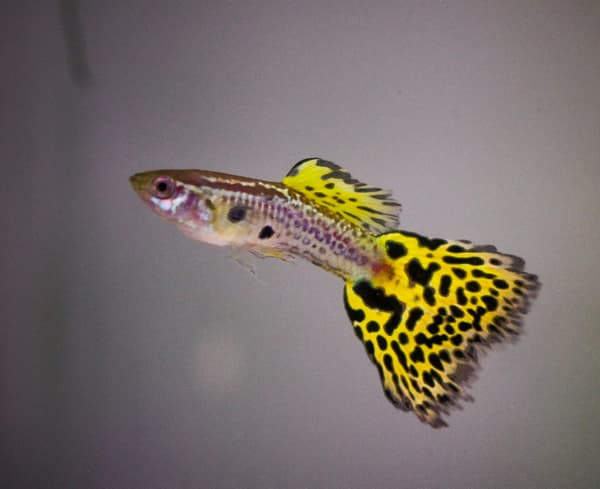 Guppy – Yellow Cobra