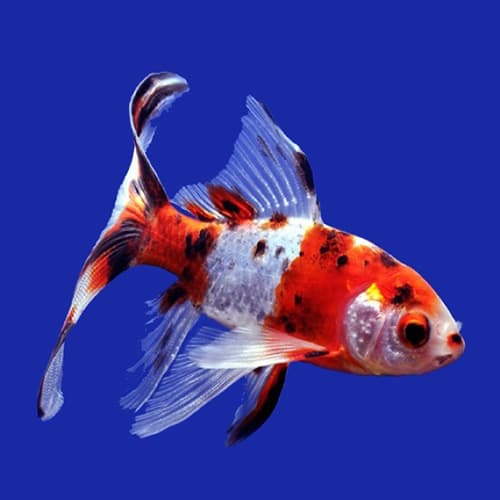 SK Goldfish – Large