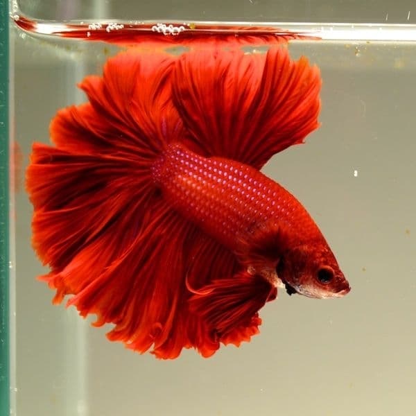 Betta – Ohm