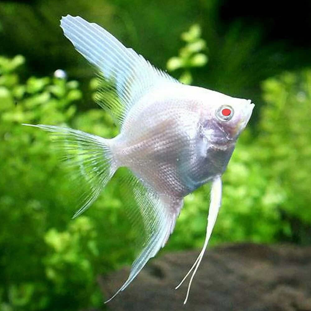 Angelfish – Albino