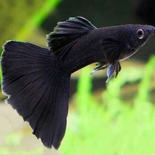 Guppy – Jet Black