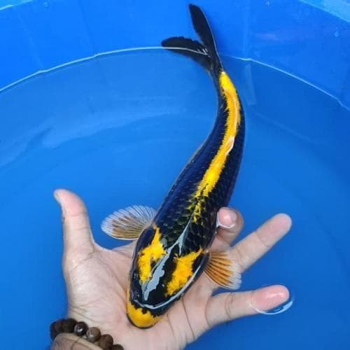 Koppotto Koi – Large