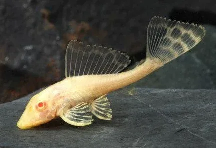 Albino Sucker (Pleco)