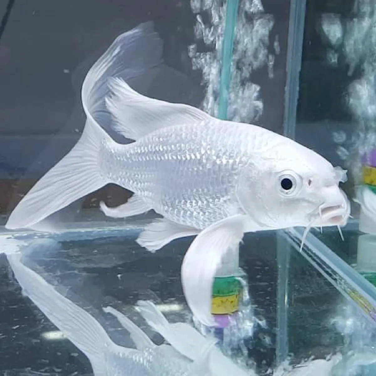 Milky VT Koi – Large