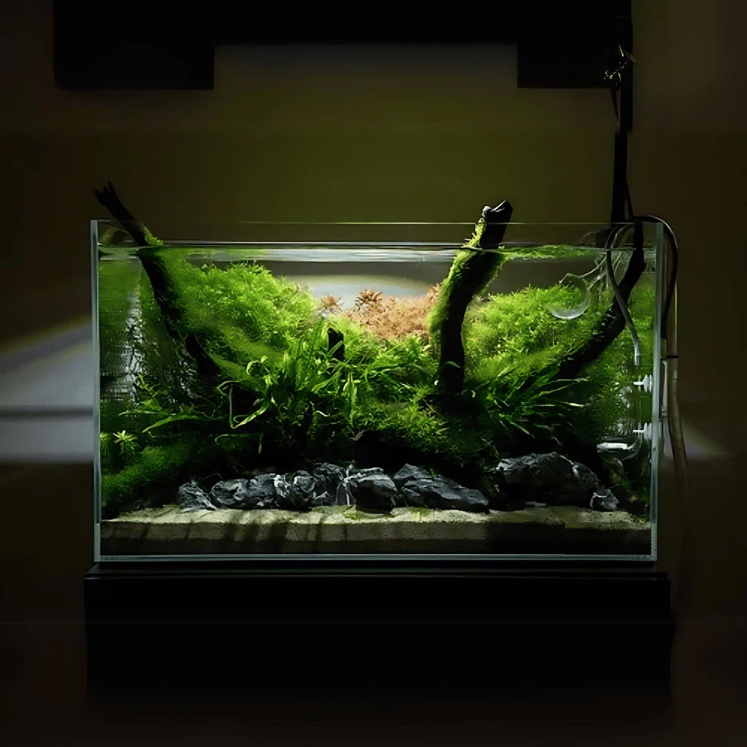 Aquarium Tank – 2 ft (Starter)