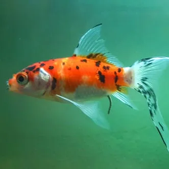 SK Goldfish – Small