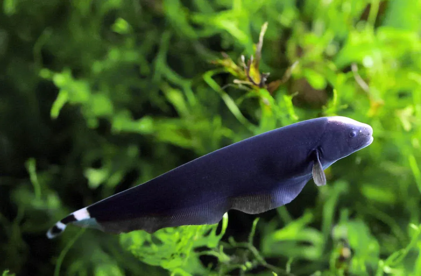 Black Ghost Knife Fish