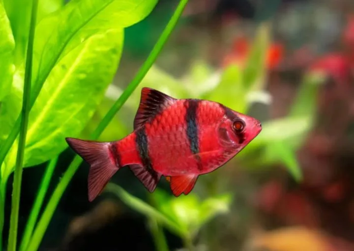 Red Tiger Barb