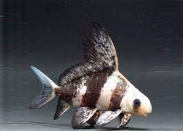 Asiatic Loach