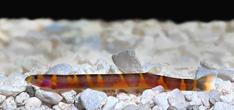 Giant Khuli Loach