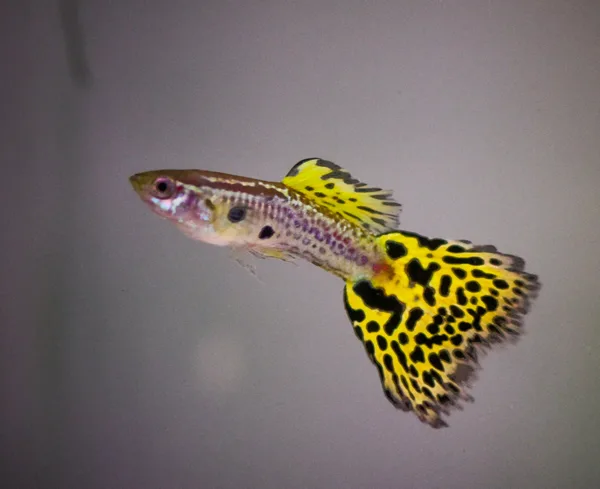 Guppy – Yellow Cobra