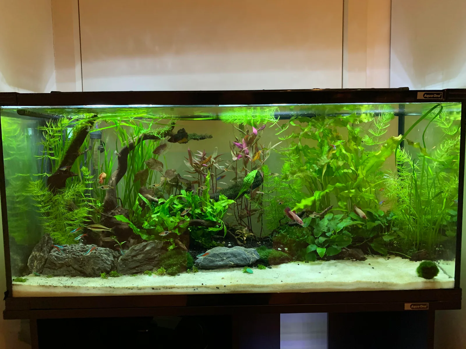 Aquarium Tank – 3 ft (Community)