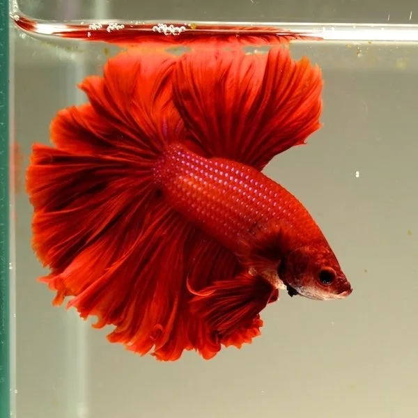 Betta – Ohm