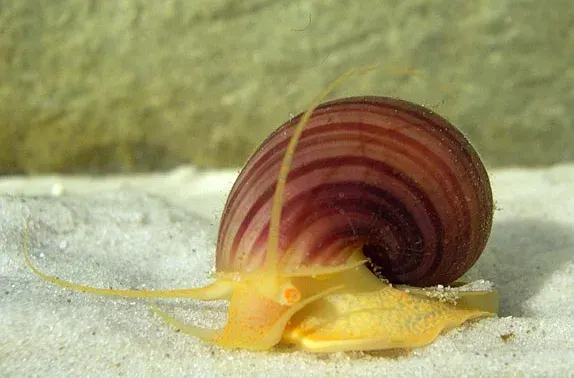 Apple Snail