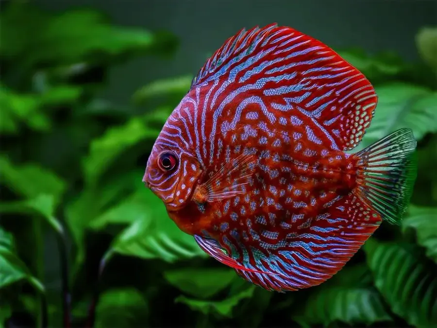 Discus – Standard