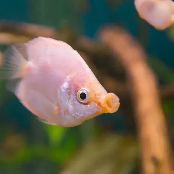 Kissing Gourami