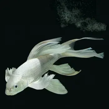 Milky Koi – Medium