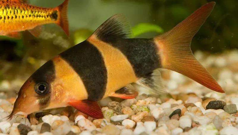 Tiger Loach