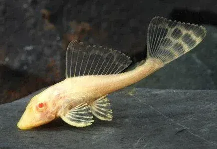 Albino Sucker (Pleco)
