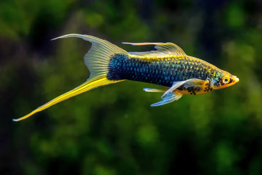 Swordtail – Medium