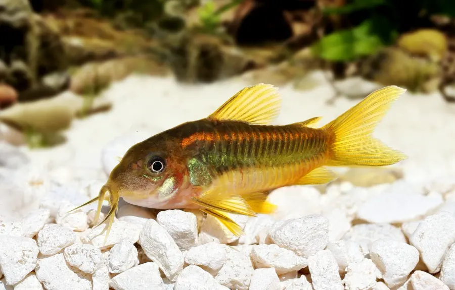 Laser Catfish