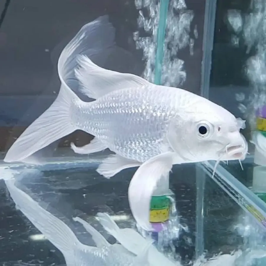 Milky VT Koi – Large