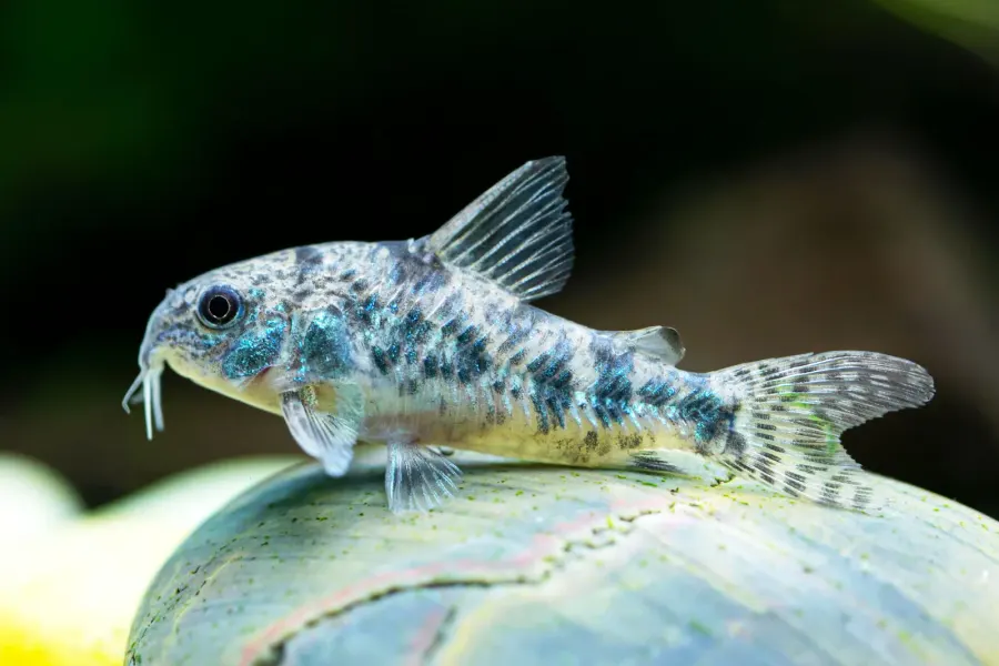Pepper Corydoras