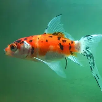 SK Goldfish – Small