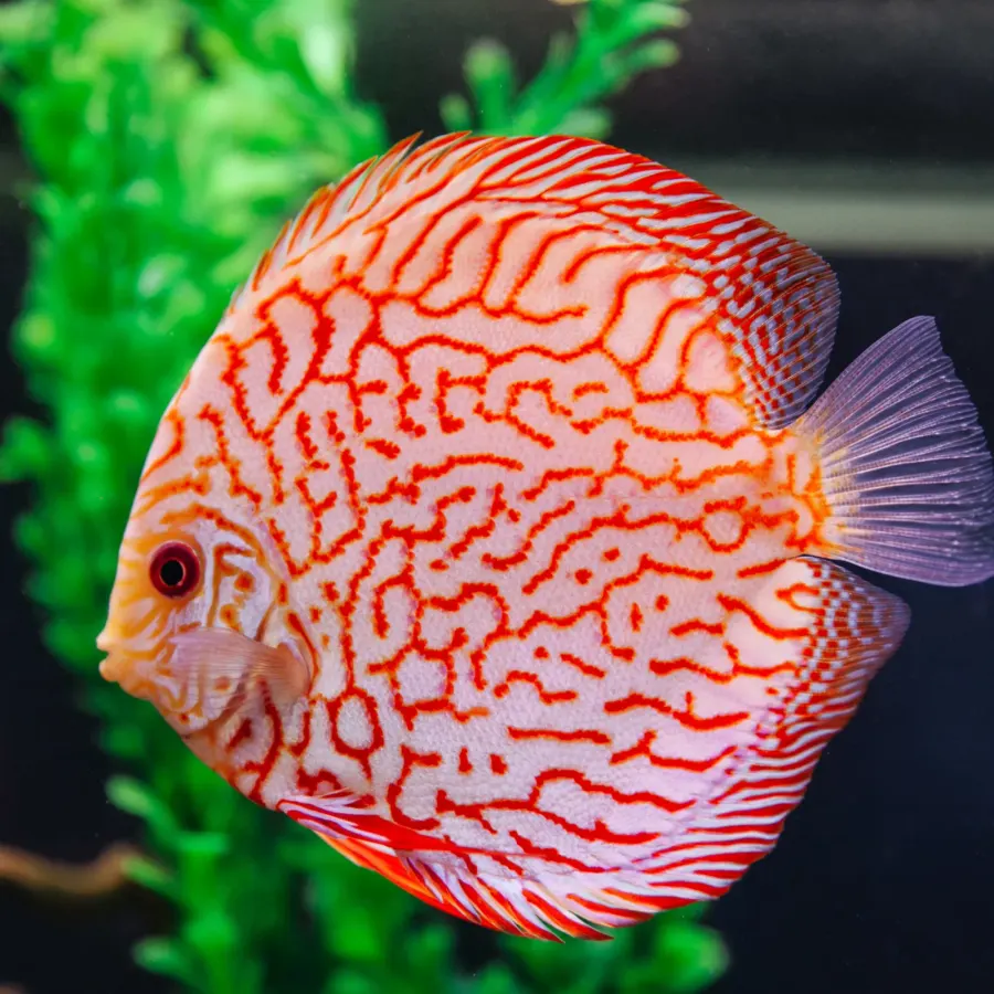 Discus – Premium Grade