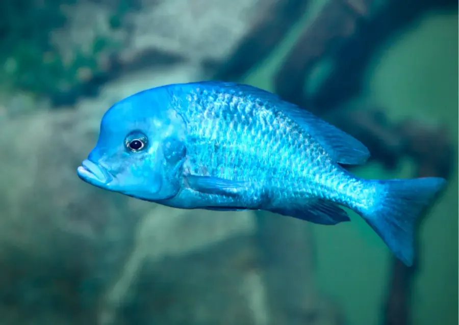 Blue Dolphin Cichlid