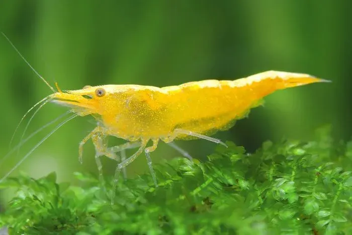 Yellow Shrimp