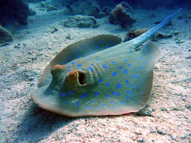 Sea Scat
