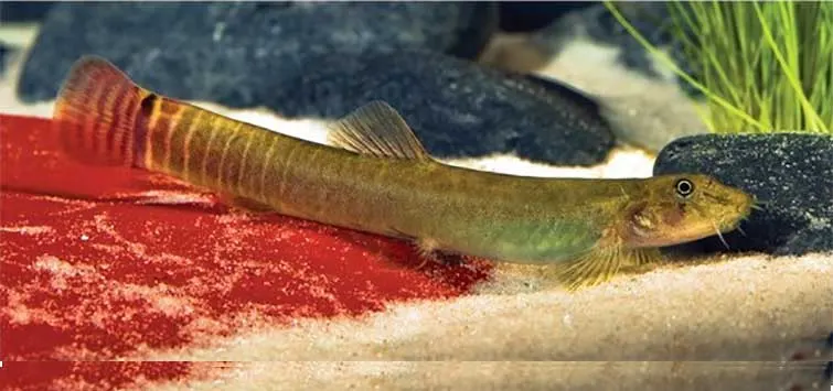Redtail Loach