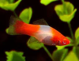 Santa Claus Platy