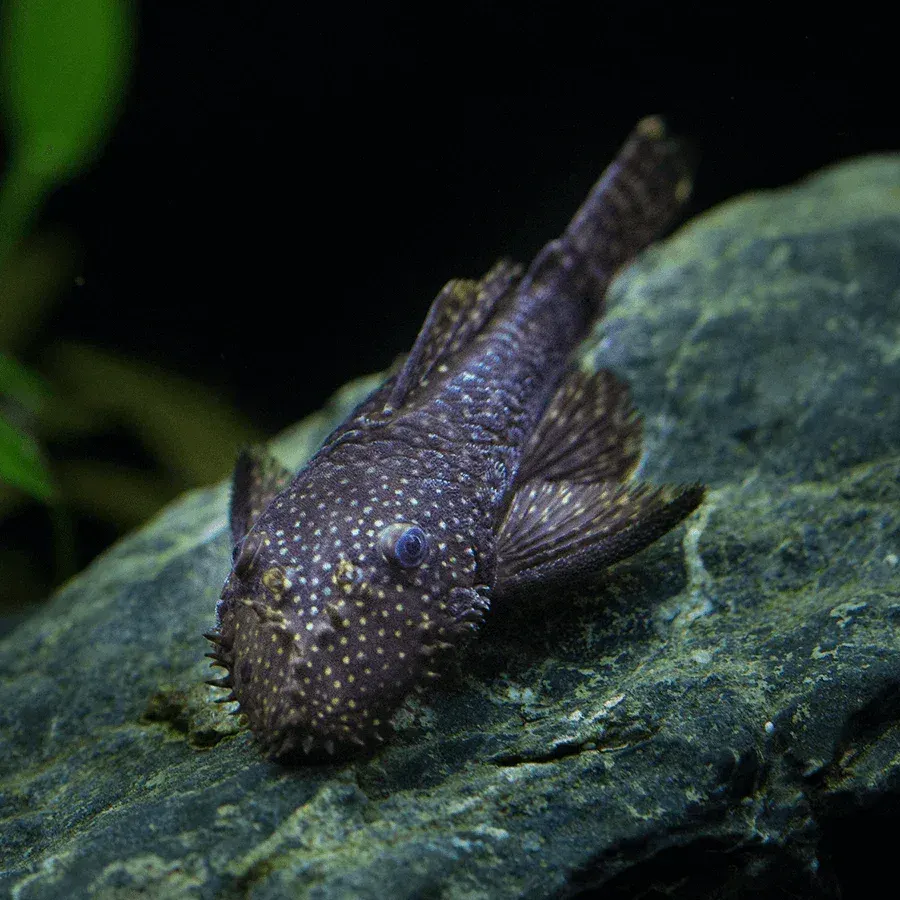 Black Sucker (Pleco)
