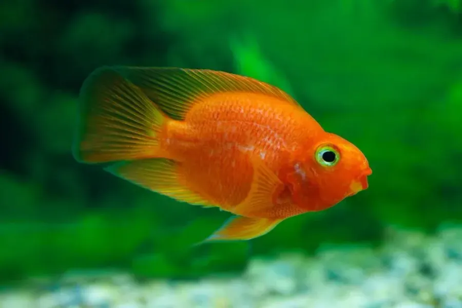 Red Parrot Cichlid