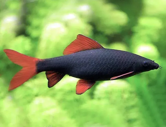 Black Rainbow Shark