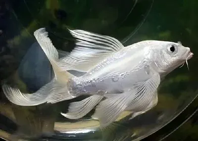 Milky VT Koi – Small