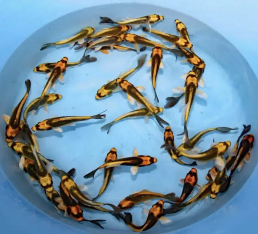 Koppotto Koi – Medium