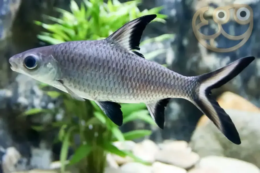Silver / Bala Shark