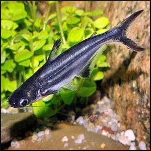 Black Shark