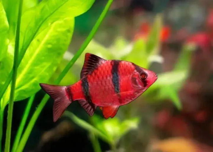 Red Tiger Barb