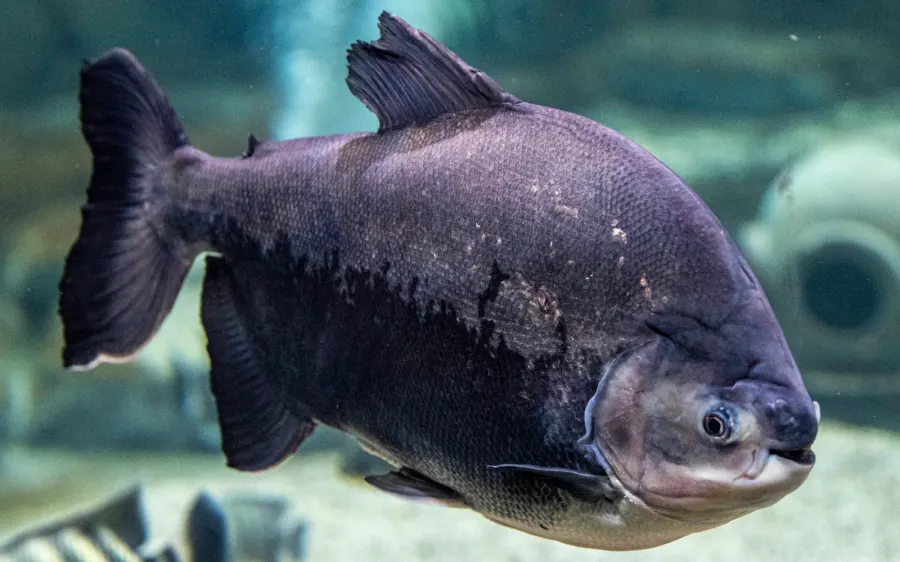 Black Pacu