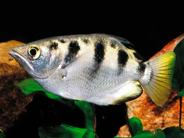 Marble Archer Fish