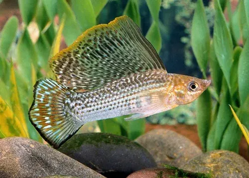 Molly – Sailfin