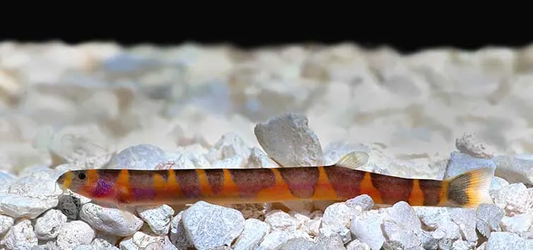 Giant Khuli Loach