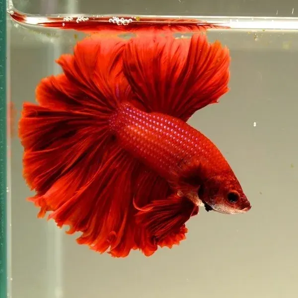 Betta – Ohm