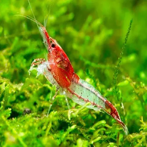 Red Rili Shrimp