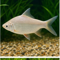 Albino Tinfoil Barb for sale online in India
