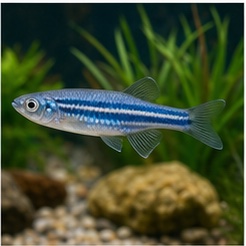 Blue Danio for sale online in India